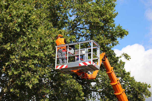 Best Tree and Shrub Care  in Winnemucca, NV